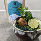Spiruline